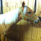 Palomino