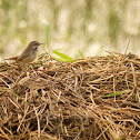 Bluethroat