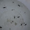 Water striders