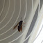 Common wasp / Obična osa