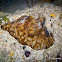 Lamellariid snail, Velutinid snail