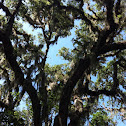 Live Oak