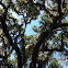 Live Oak