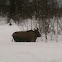 Moose