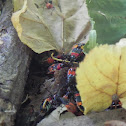 Cotton stainer