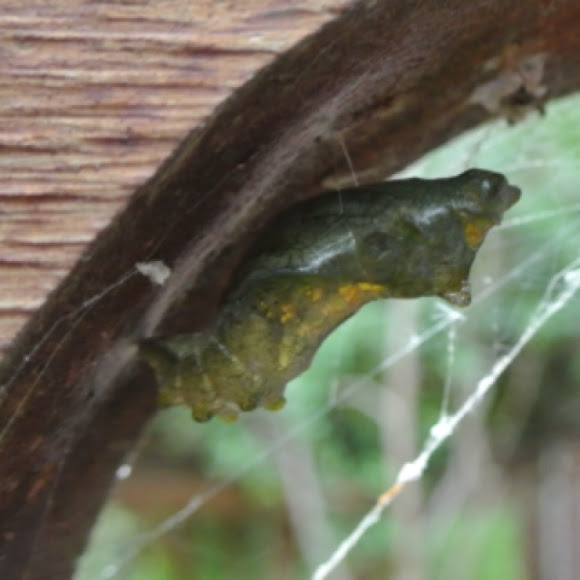 Spotting Image 1