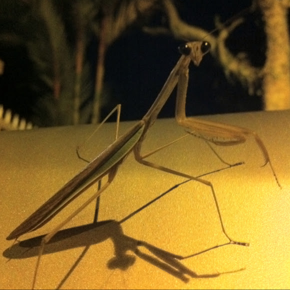 Spotting Image 1