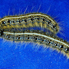 Malacosoma americanum