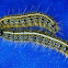 Malacosoma americanum