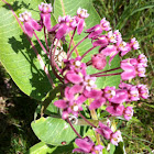 Swamp Milkweed
