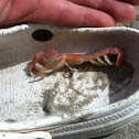 Ghost shrimp