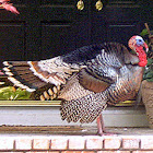Wild Turkey