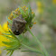 Brown Stink Bug