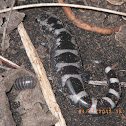 Marbled salamander