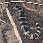 Marbled salamander
