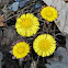 Coltsfoot Flower
