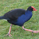 Pukeko