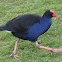 Pukeko