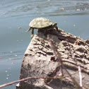 Common Map Turtle