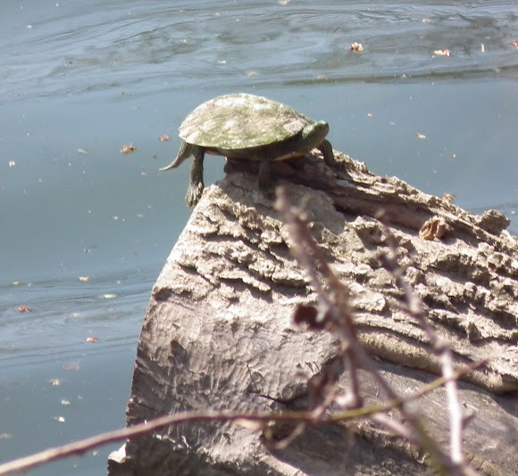 Spotting Image 1