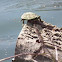 Common Map Turtle
