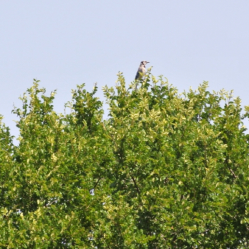 Blue Jay