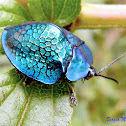Metallic blue tortoise beetle