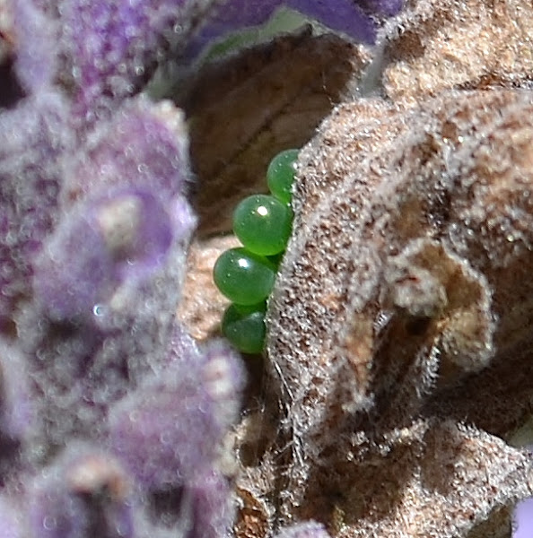 African Mask Crab Spider Eggs Project Noah