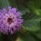 Aster