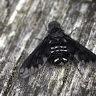 Anthrax Bee Fly