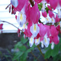 Bleeding Hearts