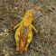 Grasshopper