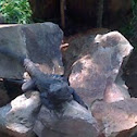 iguana negra