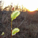 Pussy Willow