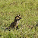 Red Fox (kits)