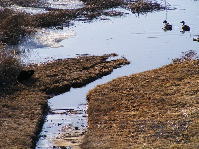 [Cat and ducks6[2].jpg]