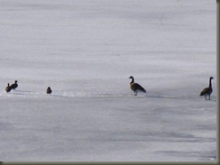 Geese and ducks_edited