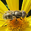 Hover Fly on Bush Daisy Flower