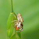 Peppered jumper with red velvet mite