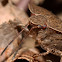 Dock Leaf Bug (Coreus marginatus)