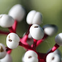 Baneberry