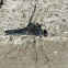 Dragonfly dusky