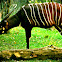 Eastern bongo