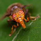 Signal Fly