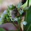 Brown Marmorated Stink Bug