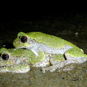 Gray Treefrog