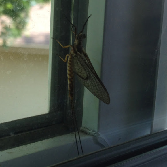 Spotting Image 1