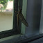 Mayfly