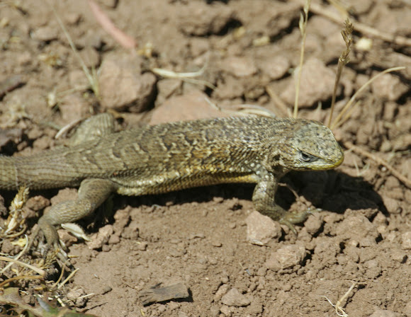 Spotting Image 1