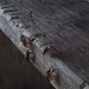 Meliponini (stingless bee)